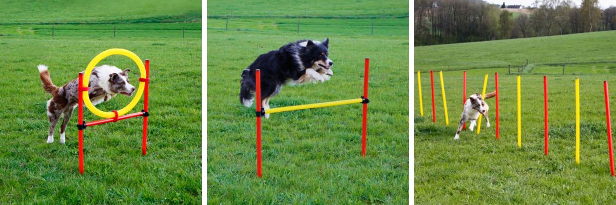 agility-set-prekázky-pre-psa-1